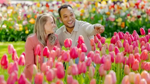 [BDM - KHV] Keukenhof - adultes